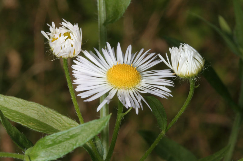 Erigeron annuus / Cspica annua